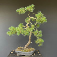 Lade das Bild in den Galerie-Viewer, Waldkiefer / Pinus Sylvestris-Rohmaterial-Yamadori-Bonsai Gilde