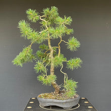 Lade das Bild in den Galerie-Viewer, Waldkiefer / Pinus Sylvestris-Rohmaterial-Yamadori-Bonsai Gilde