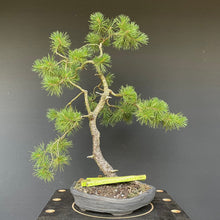 Lade das Bild in den Galerie-Viewer, Waldkiefer / Pinus Sylvestris-Rohmaterial-Yamadori-Bonsai Gilde