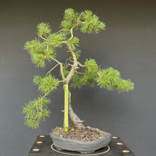 Lade das Bild in den Galerie-Viewer, Waldkiefer / Pinus Sylvestris-Rohmaterial-Yamadori-Bonsai Gilde