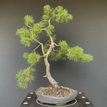 Lade das Bild in den Galerie-Viewer, Waldkiefer / Pinus Sylvestris-Rohmaterial-Yamadori-Bonsai Gilde