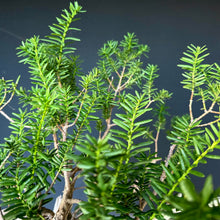 Lade das Bild in den Galerie-Viewer, Japanische Eibe / Taxus cuspidata
