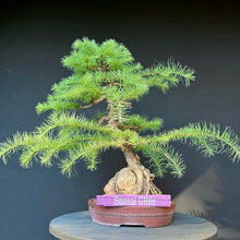 Lade das Bild in den Galerie-Viewer, Europäische Lärche / Larix decidua
