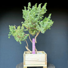 Lade das Bild in den Galerie-Viewer, Igelwacholder / Juniperus rigida
