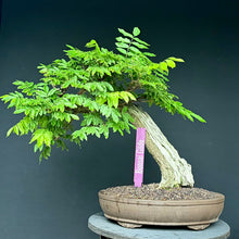 Lade das Bild in den Galerie-Viewer, Blauregen / Wisteria
