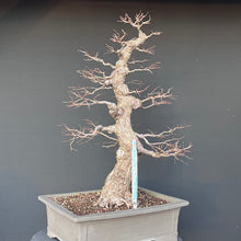 Lade das Bild in den Galerie-Viewer, Bonsai Ulme / Ulmus minor
