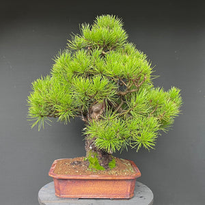 Bonsai Japanische Schwarzkiefer / Pinus thunbergii