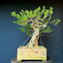 Lade das Bild in den Galerie-Viewer, Japanische Eibe / Taxus cuspidata
