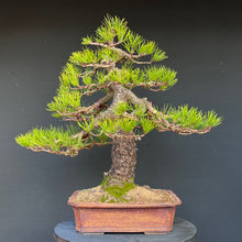 Lade das Bild in den Galerie-Viewer, Bonsai Kiefer
