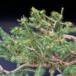 Yamadori Fichte / Picea abies