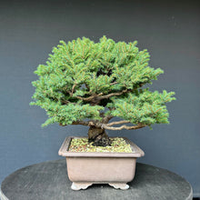 Lade das Bild in den Galerie-Viewer, Ajan-Fichte / Picea jezoensis
