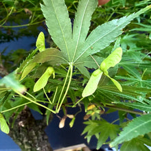 Lade das Bild in den Galerie-Viewer, Japanischer Fächerahorn / Acer palmatum „arakawa“
