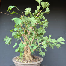 Lade das Bild in den Galerie-Viewer, Ginkgo biloba
