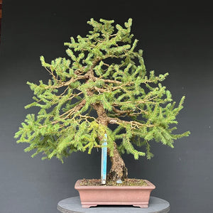 Bonsai Fichte / Picea abies