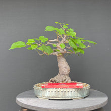 Lade das Bild in den Galerie-Viewer, Bonsai Winterlinde / Tilia cordata
