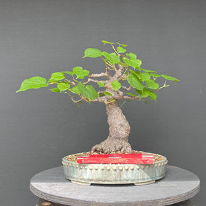 Bonsai Winterlinde / Tilia cordata
