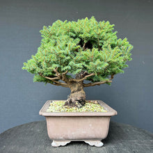 Lade das Bild in den Galerie-Viewer, Ajan-Fichte / Picea jezoensis
