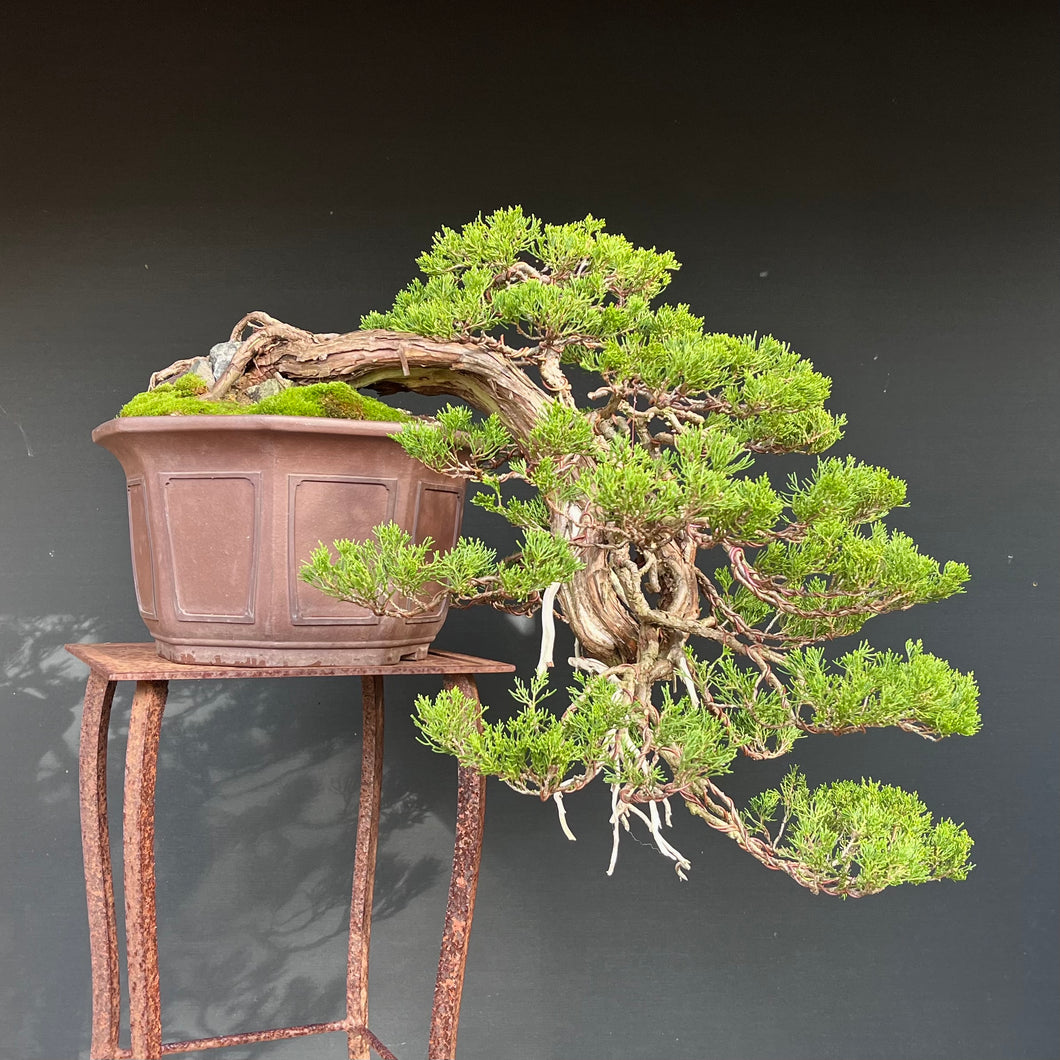 Sabina Wacholder Kaskade / Juniperus sabina