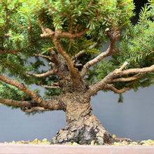 Lade das Bild in den Galerie-Viewer, Ajan-Fichte / Picea jezoensis
