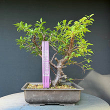 Lade das Bild in den Galerie-Viewer, Kirschpflaume / Prunus cerasifera
