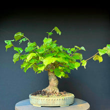 Lade das Bild in den Galerie-Viewer, Winterlinde / Tilia cordata
