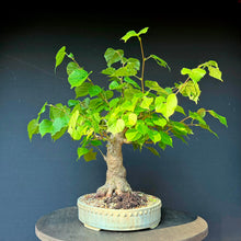 Lade das Bild in den Galerie-Viewer, Winterlinde / Tilia cordata
