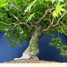 Lade das Bild in den Galerie-Viewer, Japanischer Fächerahorn / Acer palmatum „arakawa“
