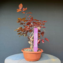 Lade das Bild in den Galerie-Viewer, Blutpflaume / Prunus cerasifera nigra
