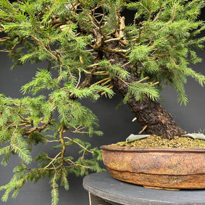 Yamadori Fichte / Picea abies