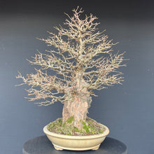 Lade das Bild in den Galerie-Viewer, Bonsai Dreispitzahorn auf Stein / Acer Burgerianum auf Stein
