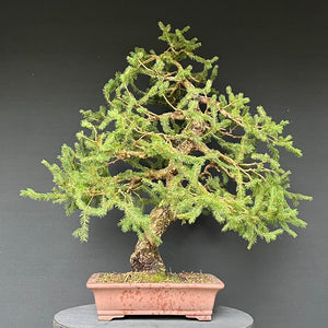 Bonsai Fichte / Picea abies