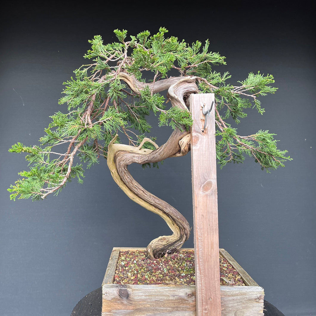 Sabina Wacholder / Juniperus sabina