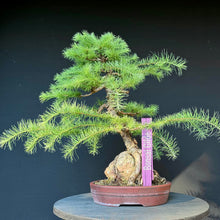 Lade das Bild in den Galerie-Viewer, Europäische Lärche / Larix decidua
