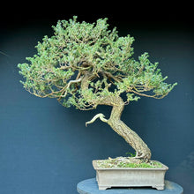 Lade das Bild in den Galerie-Viewer, Japanische Hemlocktanne / Tsuga diversifolia
