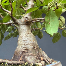 Lade das Bild in den Galerie-Viewer, Apfel / Malus jana
