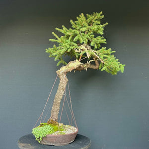 Bonsai Fichte / Picea abies