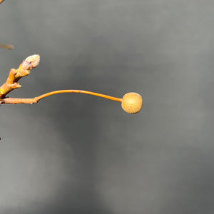 Nashi-Birne / Pyrus pyrifolia