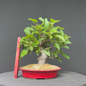 Bonsai Zierapfel / Malus sieboldii