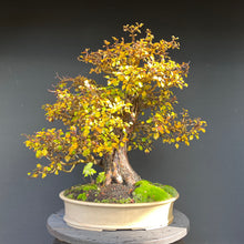 Lade das Bild in den Galerie-Viewer, Bonsai Weissdorn / Crataegus
