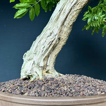Lade das Bild in den Galerie-Viewer, Blauregen / Wisteria
