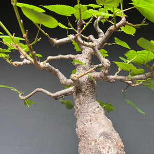 Bonsai Winterlinde / Tilia cordata