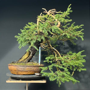 Yamadori Fichte / Picea abies