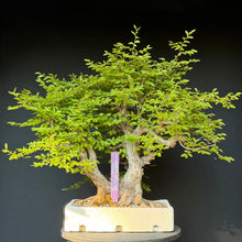 Lade das Bild in den Galerie-Viewer, Orientalische Hainbuche / Carpinus orientalis
