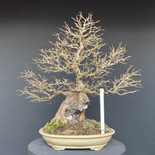 Lade das Bild in den Galerie-Viewer, Bonsai Dreispitzahorn auf Stein / Acer Burgerianum auf Stein
