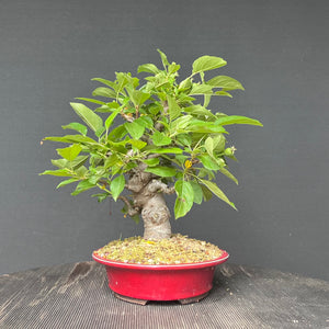 Bonsai Zierapfel / Malus sieboldii