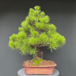 Bonsai Japanische Schwarzkiefer / Pinus thunbergii