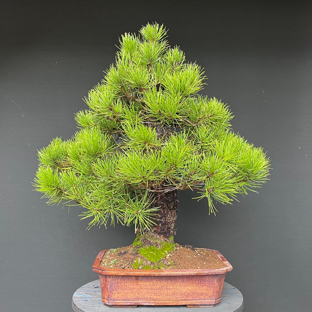 Bonsai Japanische Schwarzkiefer / Pinus thunbergii
