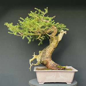 Yamadori Fichte / Picea abies