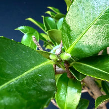 Lade das Bild in den Galerie-Viewer, Magnolie / Magnolia
