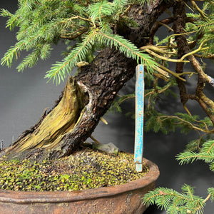 Yamadori Fichte / Picea abies